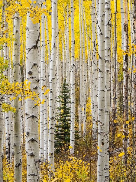 Colorado-Keebler Pass Autumn colors in grove of Aspens with lone evergreen